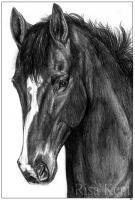 Prior - Graphite Drawings - By Risa Kent, Equine Drawing Artist