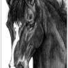 Prior - Graphite Drawings - By Risa Kent, Equine Drawing Artist