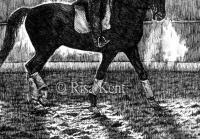 Winter Workout - Pen And Ink Drawings - By Risa Kent, Equine Drawing Artist