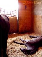 2007 - Tired Filly - Photography