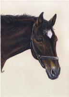 Kohl - Colored Pencil Drawings - By Risa Kent, Equine Drawing Artist