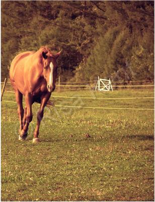 2007 - Krissy In The Field - Photography