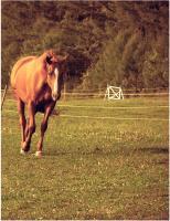 Krissy In The Field - Photography Photography - By Risa Kent, Equine Photography Artist