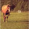 Krissy In The Field - Photography Photography - By Risa Kent, Equine Photography Artist