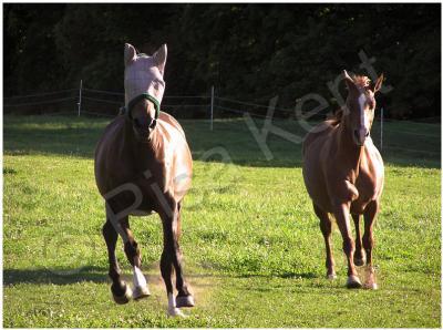 2007 - Galloping Home - Photography