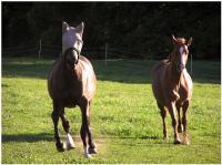 2007 - Galloping Home - Photography