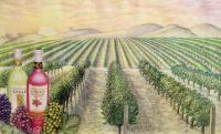 Illustration - Gallo Wine Theme Color Pencil Drawing - Color Pencils