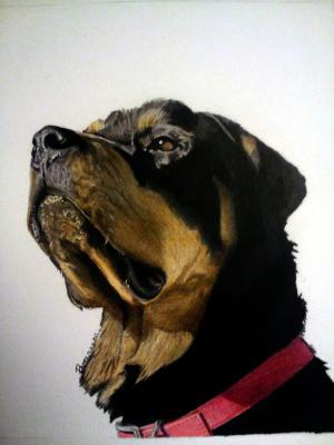 Colored Pencils - Commissioned Rottie - Colored Pencil On Bristol