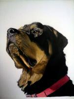 Commissioned Rottie - Colored Pencil On Bristol Drawings - By Allen Palmer, Portrait Drawing Artist