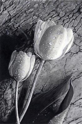 Art - Desired Tulips - Pencil Ink And Marker