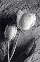 Desired Tulips - Pencil Ink And Marker Mixed Media - By Allen Palmer, Realism Mixed Media Artist