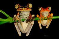 Hanging Out - Colored Pencils Paintings - By Allen Palmer, Realism Painting Artist