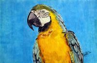 Squawk - Marker Mixed Media - By Allen Palmer, Realism Mixed Media Artist