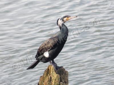 Nature - Cormorant - Digital