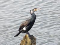 Cormorant - Digital Photography - By Michael Mathieson, Wildlife Photography Artist