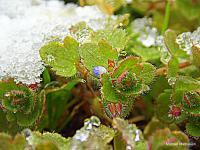 Ice Crytals - Digital Photography - By Michael Mathieson, Macro Photography Artist