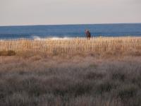 A Walk On The Beach - Digital Photography - By Michael Mathieson, Marine Photography Artist