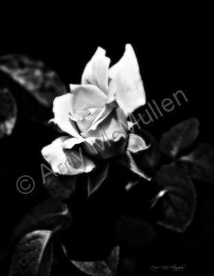 Amys Cusotm Black And White Ph - The Rose - Digital