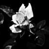 The Rose - Digital Photography - By Amy Mcmullen, Black And White Photography Artist