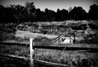 Southern Field - Digital Photography - By Amy Mcmullen, Black And White Photography Artist
