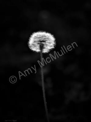 Amys Cusotm Black And White Ph - Make A Wish - Digital