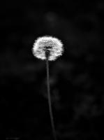 Amys Cusotm Black And White Ph - Make A Wish - Digital