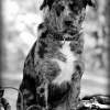 Mans Best Friend - Digital Photography - By Amy Mcmullen, Fine Art Photography Photography Artist