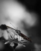 Colored Wings - Digital Photography - By Amy Mcmullen, Fine Art Photography Photography Artist