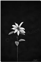 Amys Cusotm Black And White Ph - Sunflower - Digital
