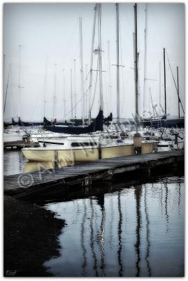 Fine Art Photography In Color - Yellow Daze - Digital