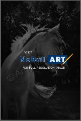 Il Cavallo La Raccolta  Horse  - Cavallo Bianco White Horse - Digital