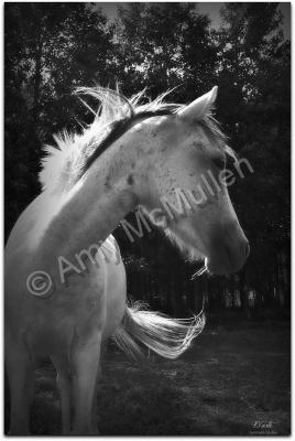 Il Cavallo La Raccolta  Horse  - Cavallo Bianco White Horse - Digital