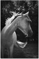 Cavallo Bianco White Horse - Digital Photography - By Amy Mcmullen, Fine Art Photography Photography Artist