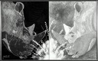 White Rino Meeting - Pencil Drawings - By C L Farnsworth, Realism Drawing Artist