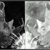 White Rino Meeting - Pencil Drawings - By C L Farnsworth, Realism Drawing Artist