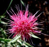 Pretty Pink Thistle - Photography Digital - By C L Farnsworth, Realism Digital Artist