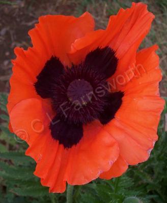 Photo Gallery - Pretty Poppy - Photography