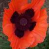 Pretty Poppy - Photography Photography - By C L Farnsworth, Realism Photography Artist