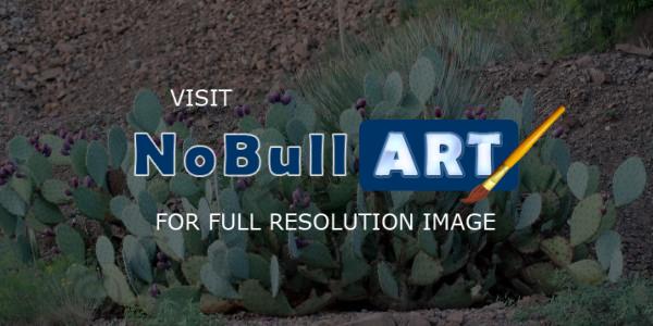 Photo Gallery - Pretty Prickle Pear - Photography