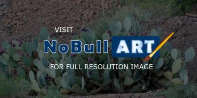 Photo Gallery - Pretty Prickle Pear - Photography