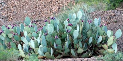 Photo Gallery - Pretty Prickle Pear - Photography