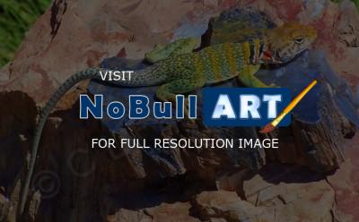 Photo Gallery - Best Collared Lizard - Photography