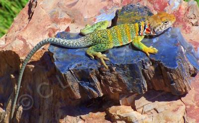 Photo Gallery - Best Collared Lizard - Photography