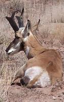 Photo Gallery - Poor Pronghorn - Photography