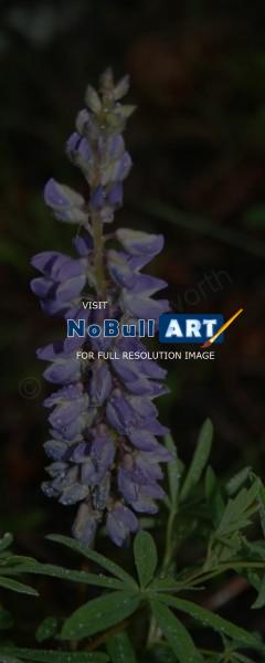 Photo Gallery - Pretty Purple Lupine - Photography