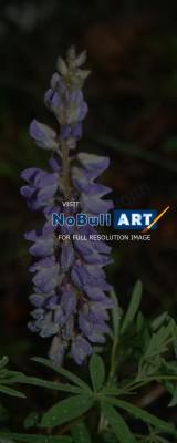 Photo Gallery - Pretty Purple Lupine - Photography