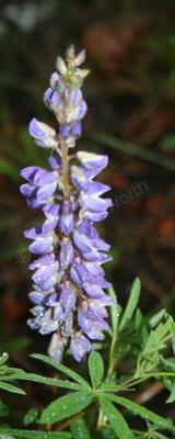 Photo Gallery - Pretty Purple Lupine - Photography