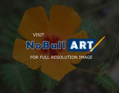 Photo Gallery - Arizona Wildflowers - Photography