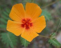 Arizona Wildflowers - Photography Photography - By C L Farnsworth, Realism Photography Artist