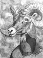 Pencil Work - Bighorn Study - Pencil